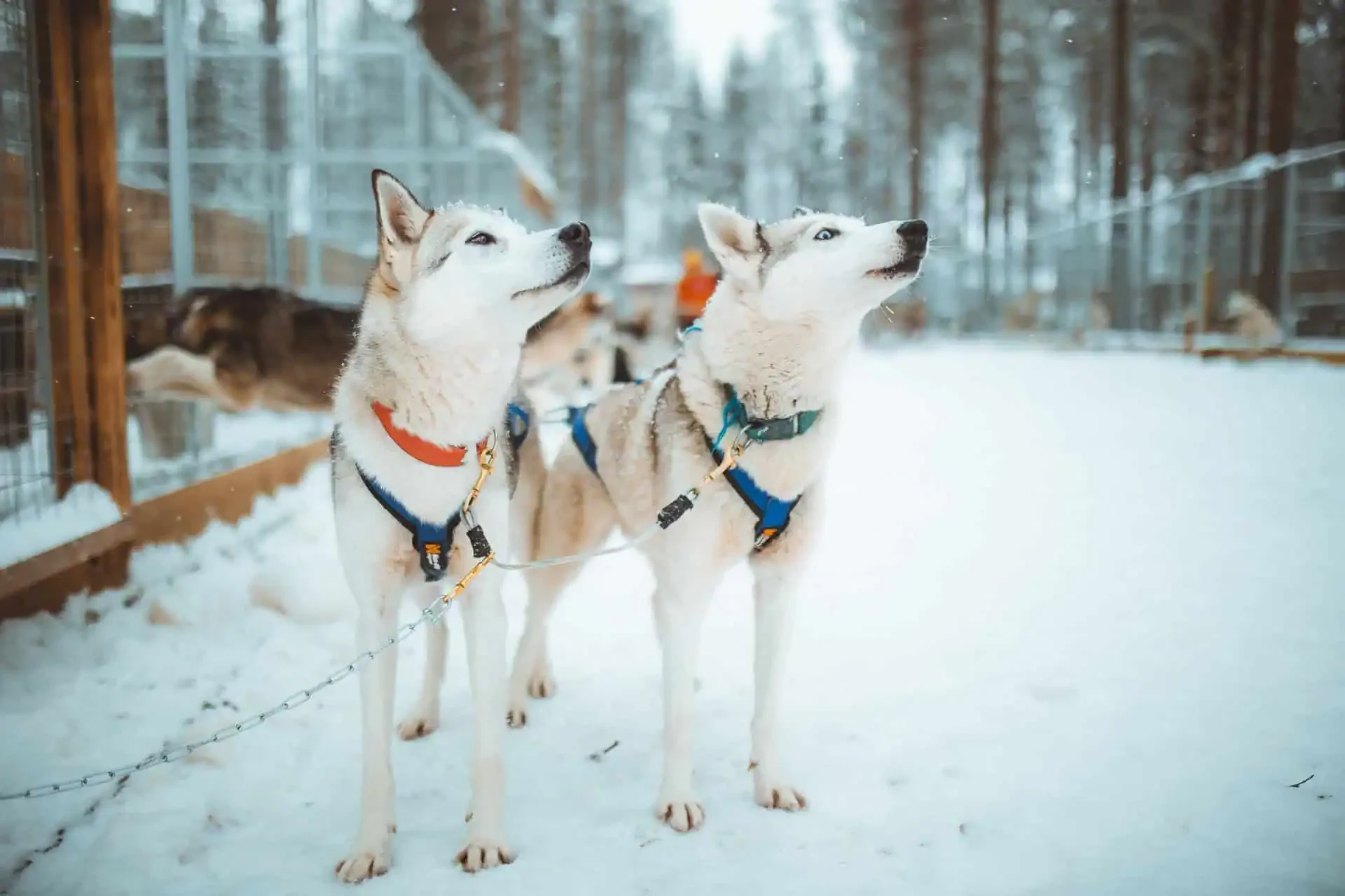 BÜYÜLEYİCİ KUZEY IŞIKLARI & LAPLAND - 2027