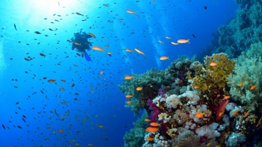 SHARM EL SHEIKH & KAHİRE TURLARI