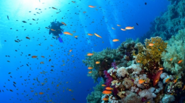 SHARM EL SHEIKH & (İSKENDERİYE) & KAHİRE TURLARI